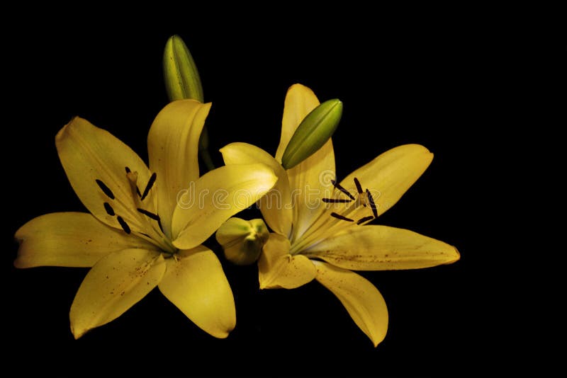 Asiatic Yellow Lily stock image. Image of lilly, bright 214796965