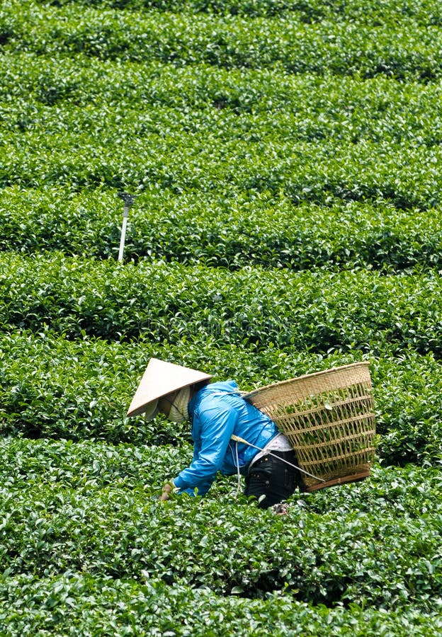 Asiatische Arbeitskräfte, die Tee ernten lizenzfreies stockbild Asiatische Arbeitskräfte, die Tee ernten lizenzfreies stockbild