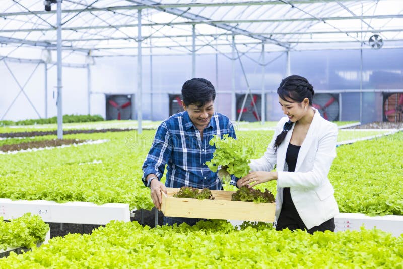 Asian local farmers growing their own green oak salad lettuce in the greenhouse and selling with his young business partner for local organics produce. Asian local farmers growing their own green oak salad lettuce in the greenhouse and selling with his young business partner for local organics produce