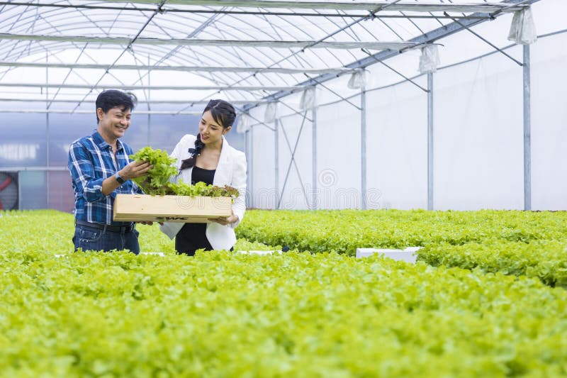 Asian local farmers growing their own green oak salad lettuce in the greenhouse and selling with his young business partner for local organics produce. Asian local farmers growing their own green oak salad lettuce in the greenhouse and selling with his young business partner for local organics produce