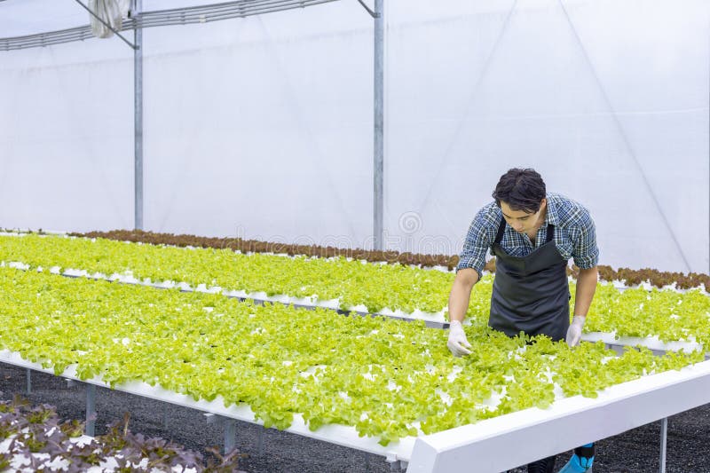 Asian local farmer growing their own green oak salad lettuce in greenhouse using hydroponics water system organic approach for family own business and picking some for sale. Asian local farmer growing their own green oak salad lettuce in greenhouse using hydroponics water system organic approach for family own business and picking some for sale