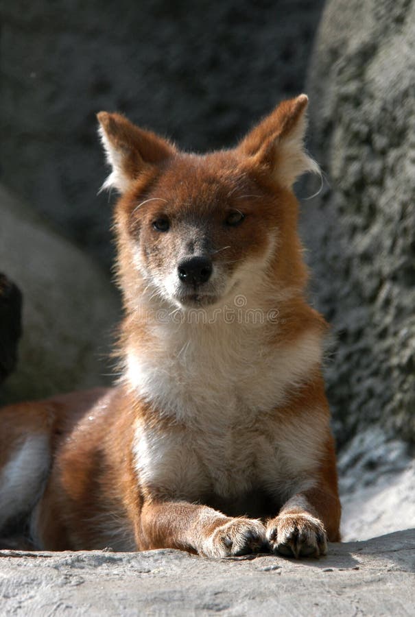 Asiatischer wilder Hund stockbild. Bild von öffnung, tödlich 525609
