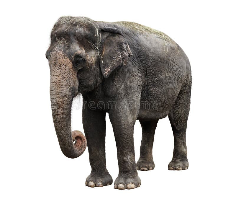 asiatisk elefant arkivfoto asiatisk elefant arkivfoto