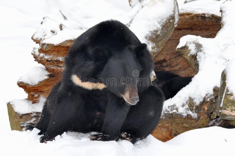 Asiatisk lya för björnblackframdel
