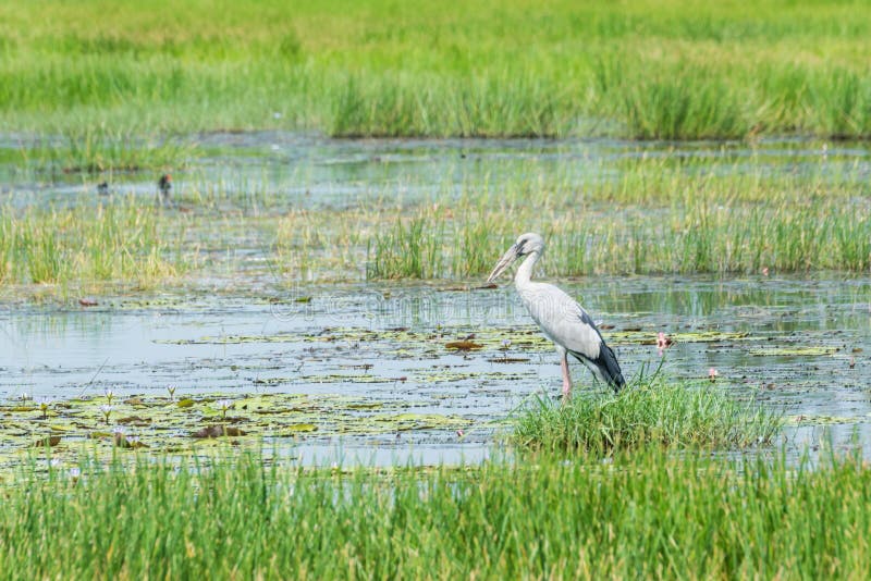 asiatisk openbill arkivbilder asiatisk openbill arkivbilder