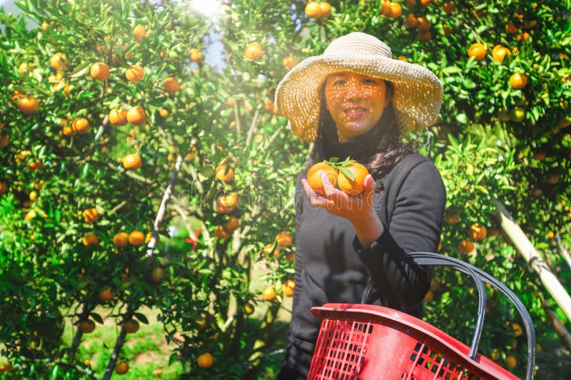 Asiens kvinnliga jordbrukare plockar försiktigt mogna kvinnor som plockar mogen apelsin i fruktodling