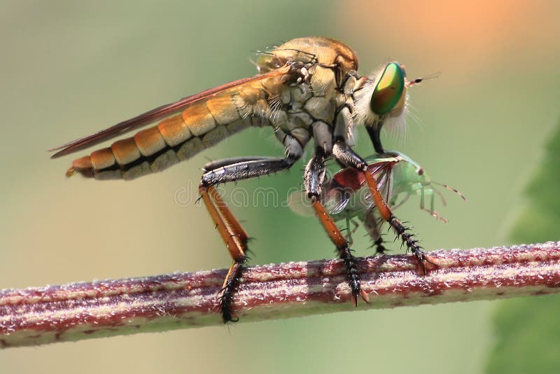 Asilidae Asiloidea Arthropoda Bombyliidae insect