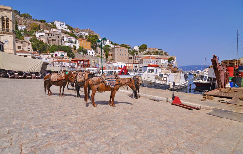 Asini al golfo Grecia di Saronic dell'isola della hydra fotografie stock libere da diritti Asini al golfo Grecia di Saronic dell'isola della hydra fotografie stock libere da diritti