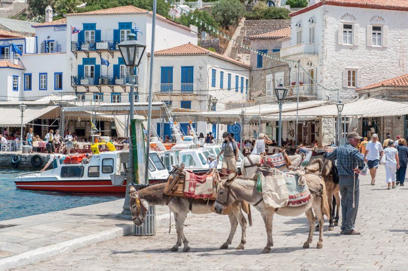 Asini alla hydra greca dell'isola immagine stock libera da diritti Asini alla hydra greca dell'isola immagine stock libera da diritti