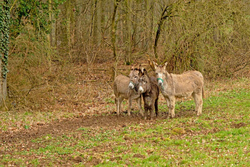 Asini svegli dell'albero in un prato con la foresta dietro il asinus di africanus di equus fotografia stock Asini svegli dell'albero in un prato con la foresta dietro il asinus di africanus di equus fotografia stock