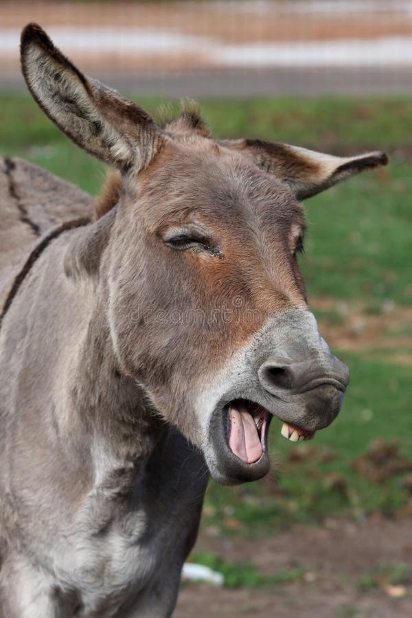 Comical looking donkey with mouth wide open showing teeth. Comical looking donkey with mouth wide open showing teeth