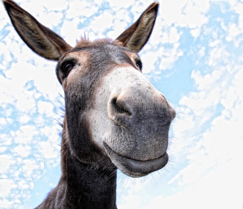 Comical looking donkey looks in the cam with fun. Comical looking donkey looks in the cam with fun