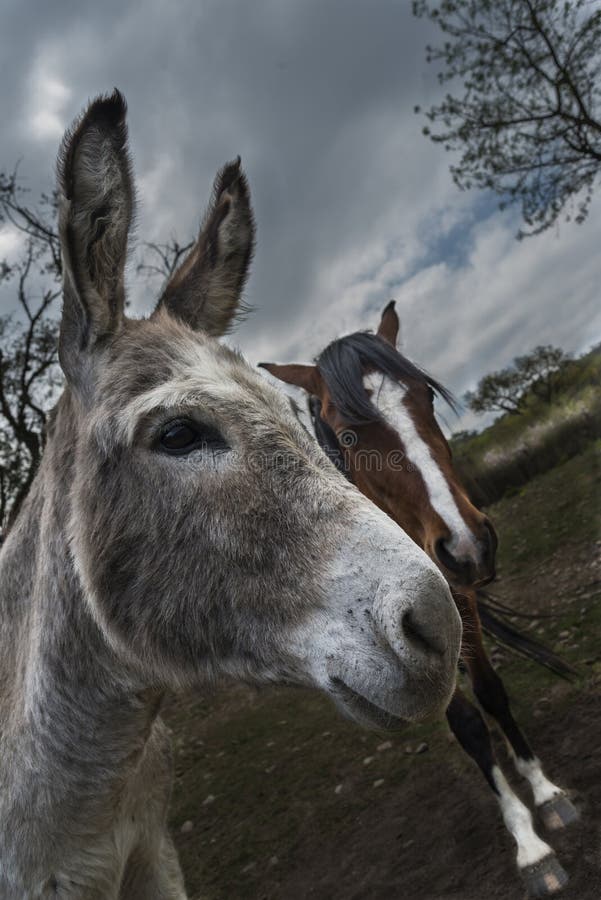 Asino e cavallo fotografia stock. Immagine