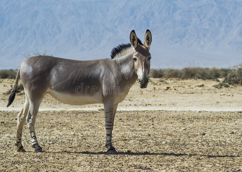 Asino selvaggio somalo (africanus di equus) immagini stock Asino selvaggio somalo (africanus di equus) immagini stock