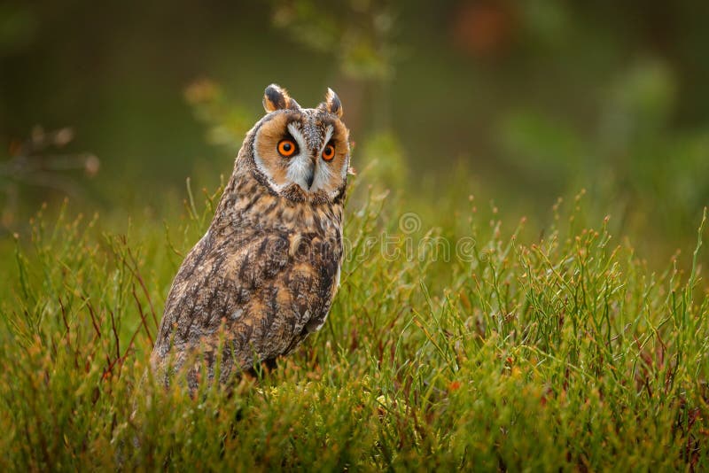 Asio otus, Long-eared Owl sitting in green vegetation in the fallen larch forest during dark day. Wildlife scene from the nature