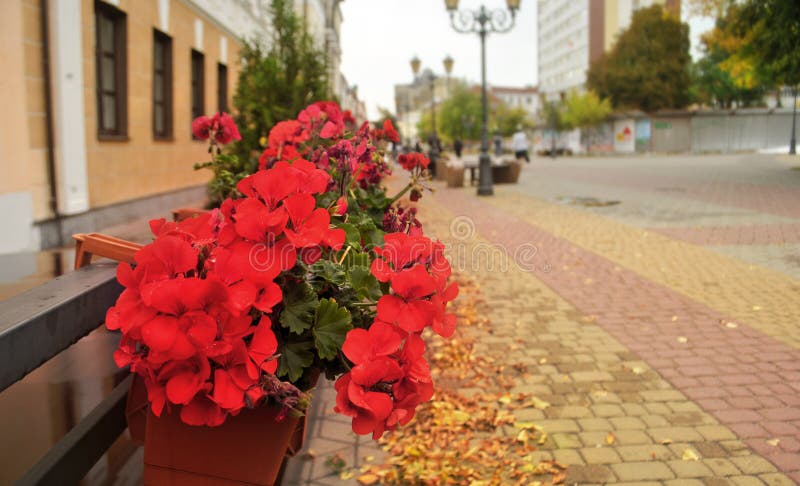 Ask med röda blommor nära väggen av huset på gatan av höststaden royaltyfria bilder Ask med röda blommor nära väggen av huset på gatan av höststaden royaltyfria bilder