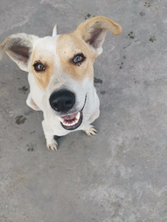 Mongrel hotsell in tagalog