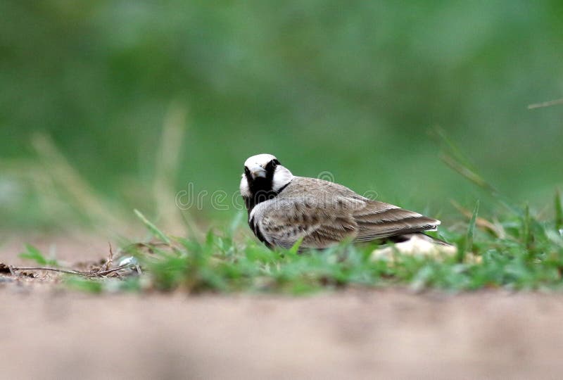 Askleurige bekroonde leeuwerik stock afbeeldingen Askleurige bekroonde leeuwerik stock afbeeldingen