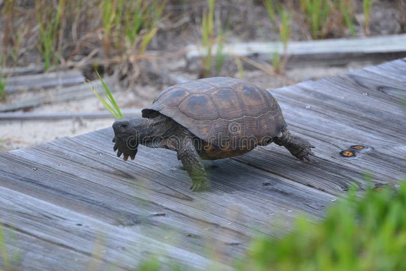Asksköldpaddan gör dess rede under strandpromenaden längs sanddyerna som gränsar den Florida strandframdelen royaltyfri foto Asksköldpaddan gör dess rede under strandpromenaden längs sanddyerna som gränsar den Florida strandframdelen royaltyfri foto
