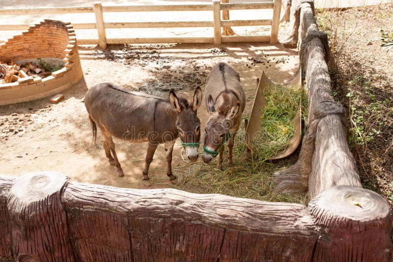 Fundo U S Burros Em Perigo Fundo, Imagem De Burro Em Miniatura