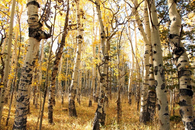 Aspens in autumn in the Colorado mountains. Aspens in autumn in the Colorado mountains.