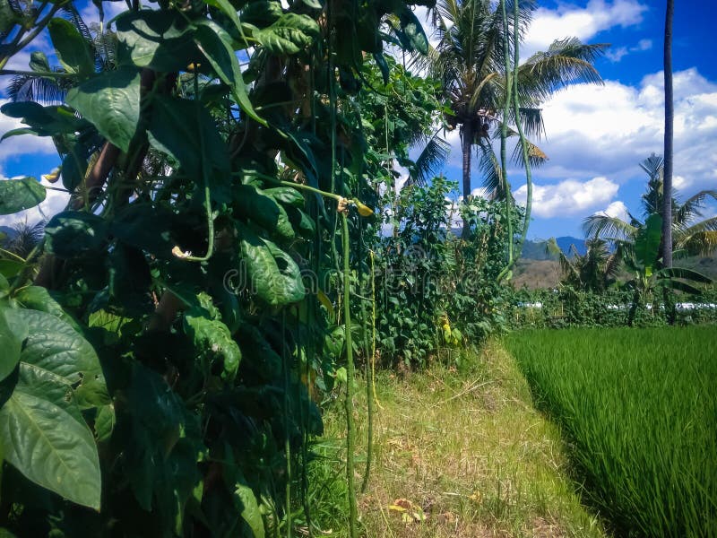 Asparagus Bean or Snake Bean Vegetable Fruit Plants in the Rice Fields