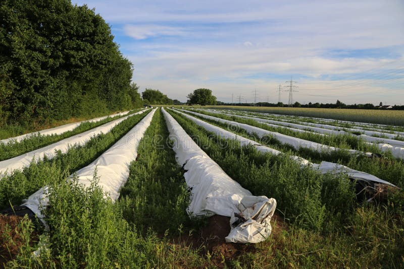 Asparagus cultivation stock photo. Image of lines, farm 94434526