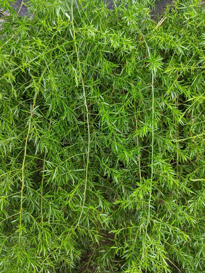 Asparagus Densiflorus Leaves Texture, Green Tropical Plants Stock Image