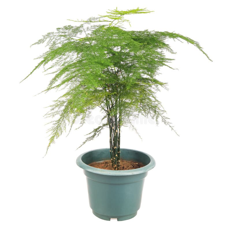 Classic Plumosa Garland (Asparagus Fern)