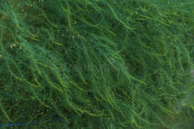 Red asparagus pea flower stock photo. Image of asparagus 119559688