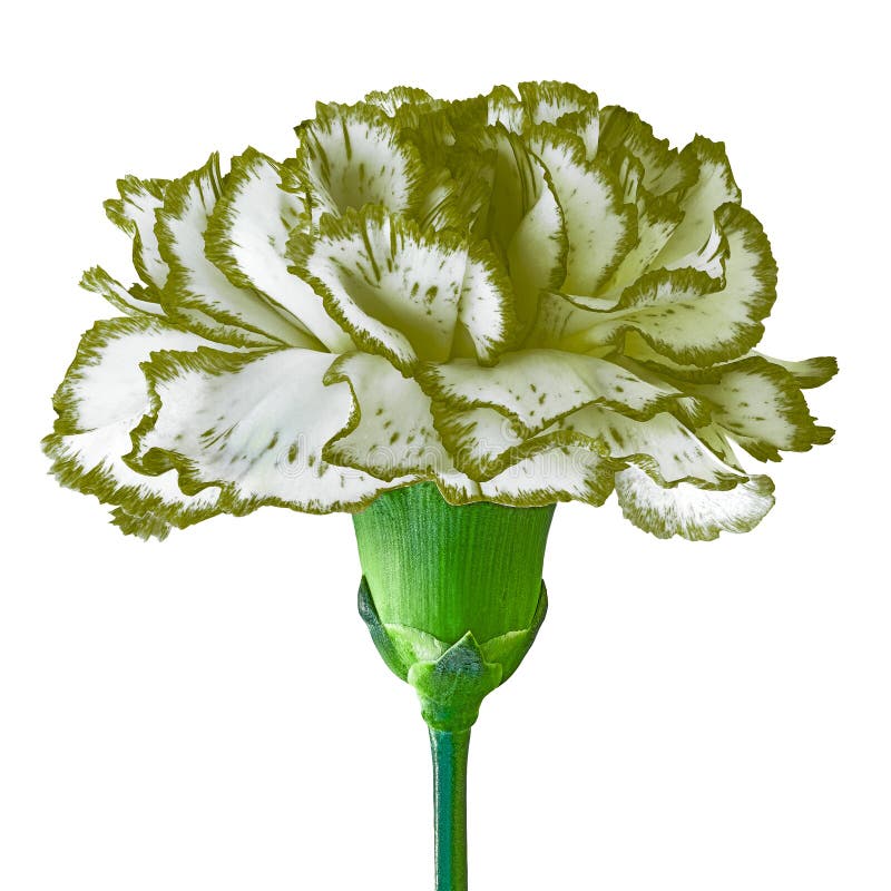 Bulk Wholesale Flowers Carnations - Petaljet