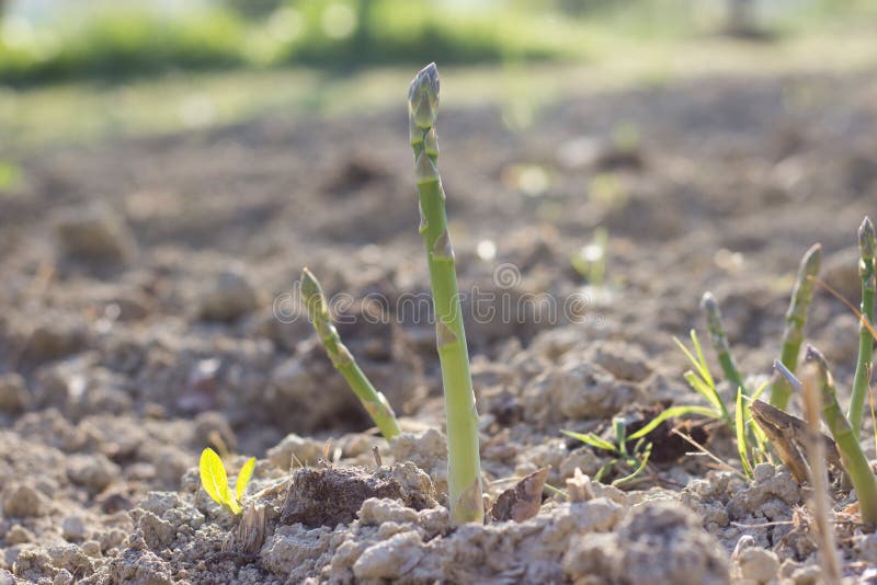 Asparagus Officinalis Wild Flower Stock Image Image of spring
