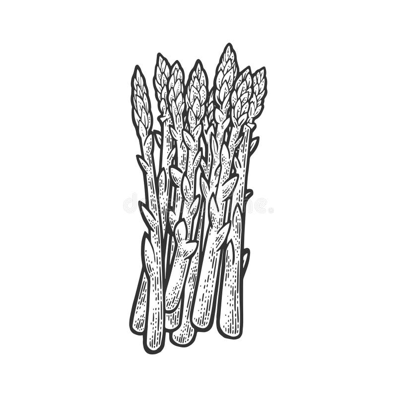 Featured image of post Asparagus Drawing Easy Great for easter mother s day or any spring meal