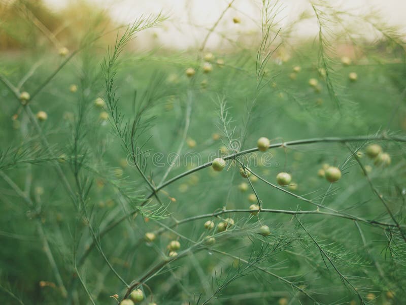 Asparagus Seeds on Asparagus`s Tree on the Field. Stock Image Image