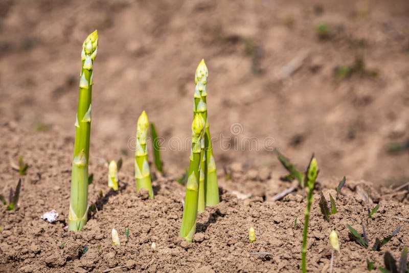 Young Asparagus Shoots during Harvesting Time Stock Photo Image of