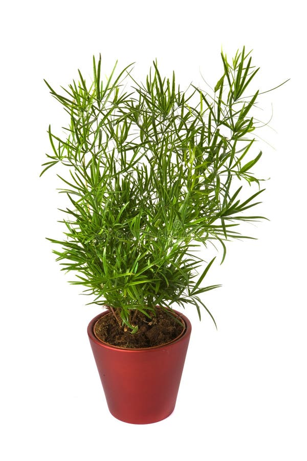 Asparagus Sprengeri royalty free stock photo