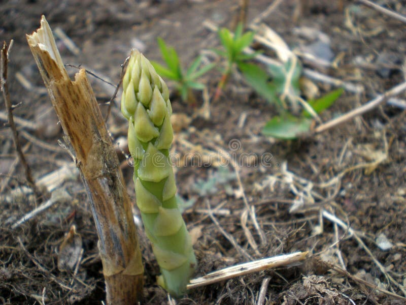 Young Green Asparagus Sprout Stock Photo Image of cultivation, grow