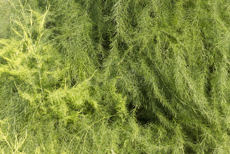 Asparagus wallpaper stock image. Image of full, nature - 44667589