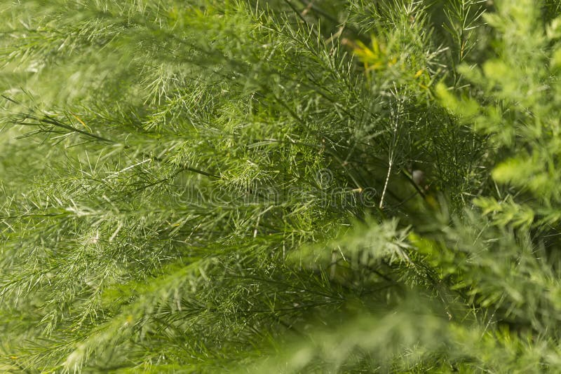 Asparagus wallpaper stock image. Image of natural, pattern - 44667197