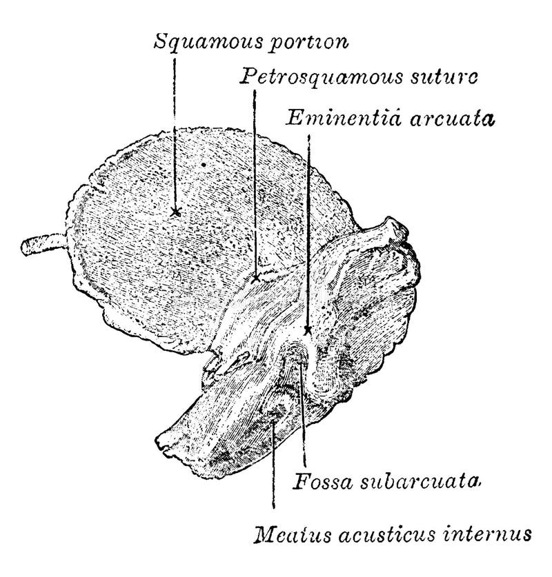 This illustration represents Inner Aspect of Temporal Bone at Birth, vintage line drawing or engraving illustration. This illustration represents Inner Aspect of Temporal Bone at Birth, vintage line drawing or engraving illustration