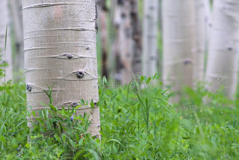 Aspen