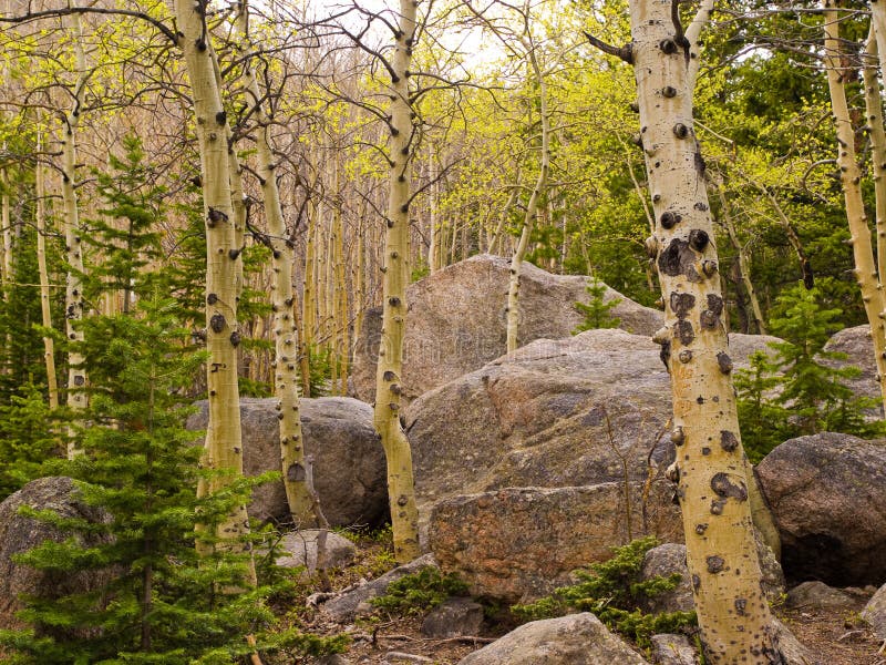 Aspen and boulders