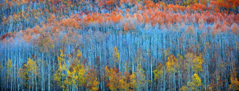 Panoramic view of Aspen trees in Rocky mountains. Panoramic view of Aspen trees in Rocky mountains