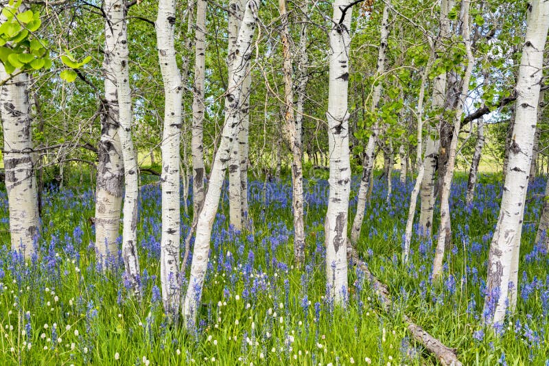 Aspen forest with blue wild flowers