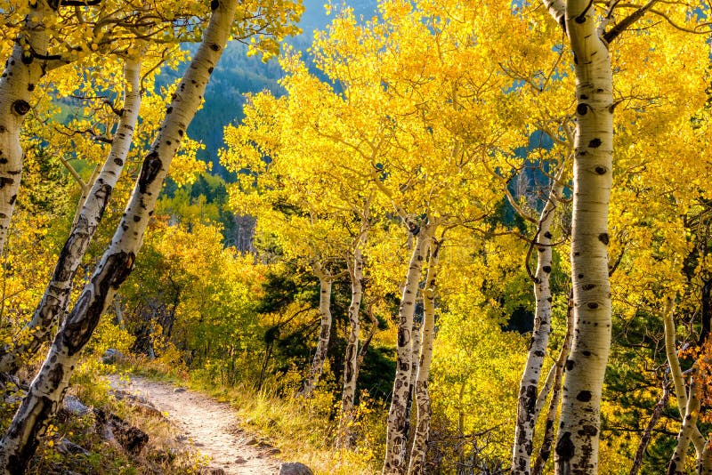 https://thumbs.dreamstime.com/b/aspen-grove-autumn-rocky-mountain-national-park-colorado-usa-aspen-grove-autumn-rocky-mountains-123512697.jpg