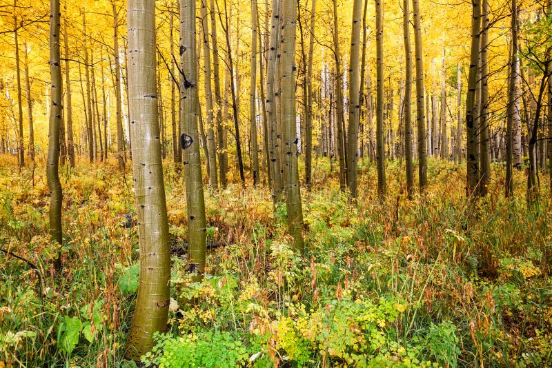 Aspen Grove in Fall stock photo. Image of colorado, beauty 54000188