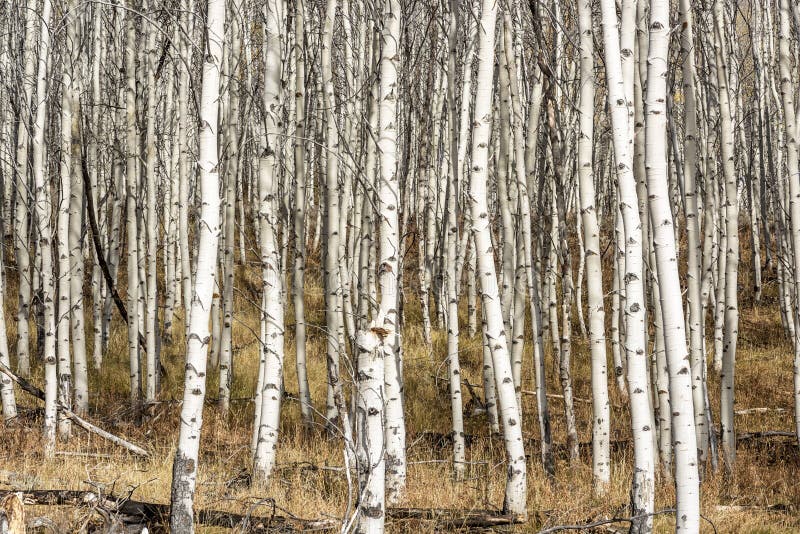 Aspen grove in the late fall with white bark