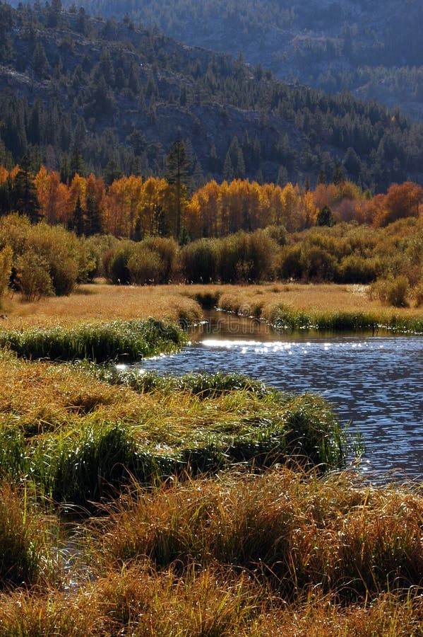 Aspen grove stock image. Image of mammoth, sierra, falls 11504589