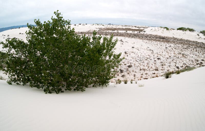Aspen growing on the White Sands stock photo Aspen growing on the White Sands stock photo
