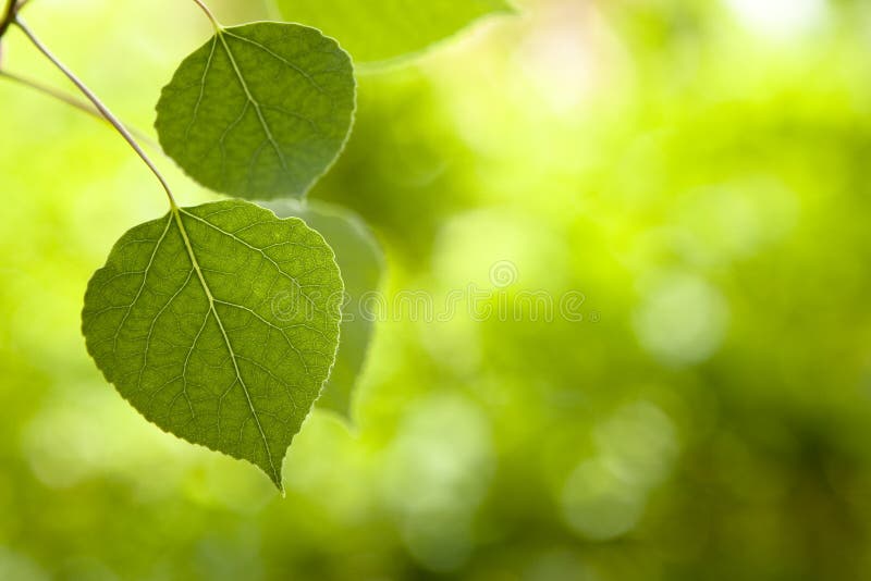 Aspen Leaves Selective Focus royalty free stock images